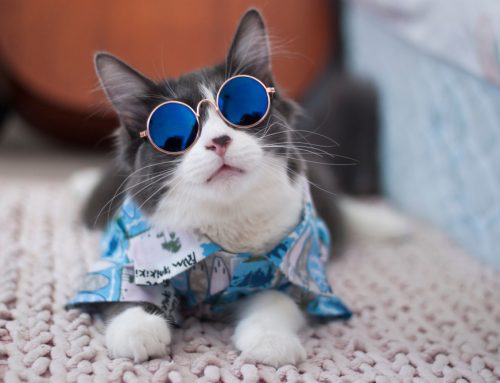 8 Must-Haves for a Pet-Safe Summer