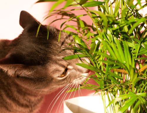 3 Tips to Protect Your Pet from Household Toxins