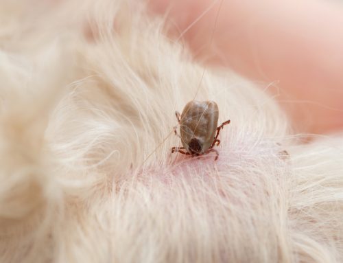 How to Tackle a Tick: What You Should Do if You Find a Tick On Your Pet