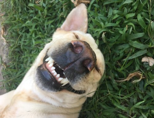 6 Toothy Tips to Brighten Your Pet’s Smile